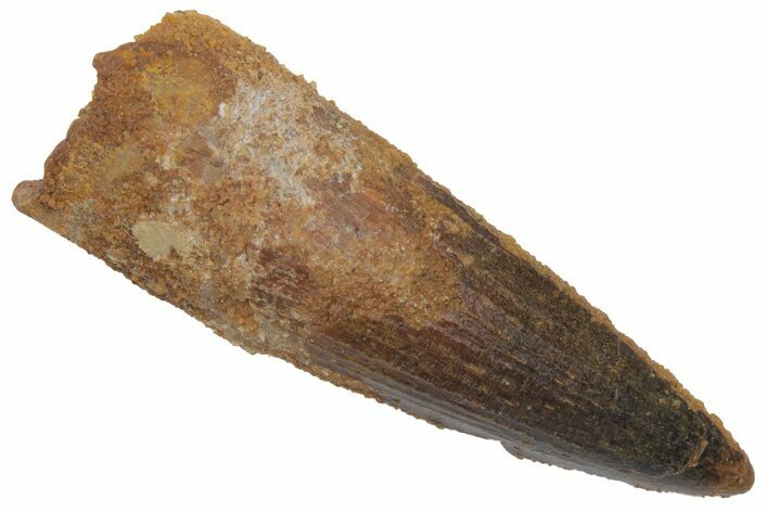 Fossil Spinosaurus Tooth - Real Dinosaur Tooth #220758